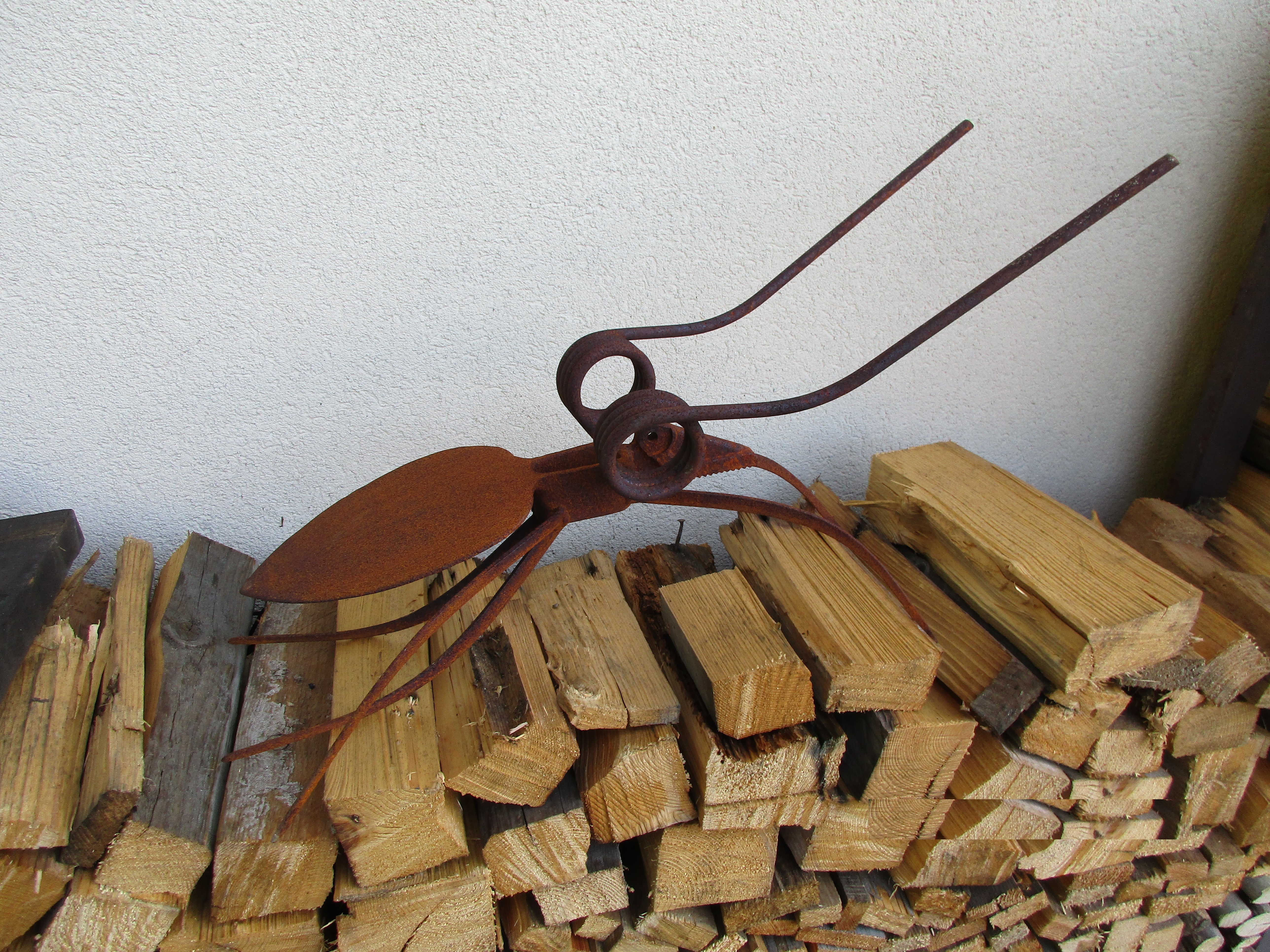 Insecte